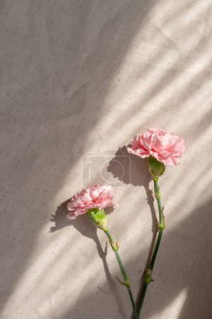 Foto de Estilo de vida estético minimalista composición floral, dos flores de clavel sobre un fondo de lino beige en la luz del sol con sombra geométrica, espacio de copia - Imagen libre de derechos