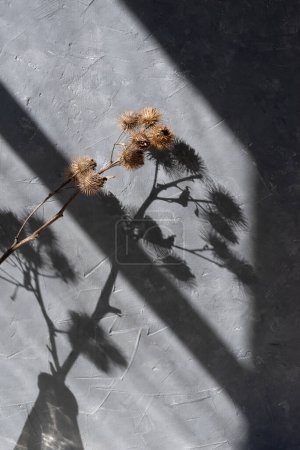 Téléchargez les photos : Esthétique minimaliste fond d'été neutre, fleurs de prairie séchées et des ombres claires de soleil floral dur sur un mur texturé en béton gris - en image libre de droit