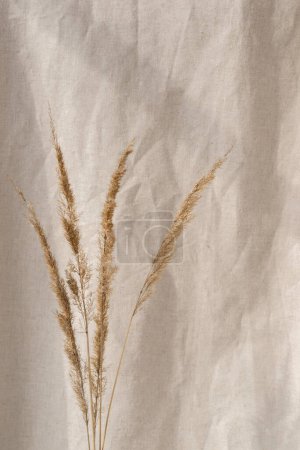 Foto de Ramo de hierba seca sobre un fondo de cortina de lino beige neutro con luz solar estética sombra - Imagen libre de derechos