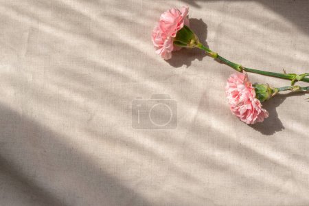 Téléchargez les photos : Fond floral esthétique avec deux fleurs d'oeillet sur un fond de lin beige neutre avec ombres abstraites de la lumière du soleil, carte de vœux, modèle de conception de blog, espace de copie - en image libre de droit