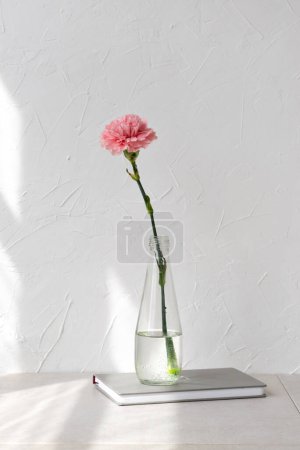 Foto de Flor de clavel rosa en jarrón sobre una mesa beige, fondo de pared blanco vacío con sombra de luz solar geométrica, primavera minimalista, decoración interior de verano - Imagen libre de derechos