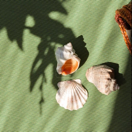Foto de Concepto estético minimalista de verano soleado, conchas marinas sobre un fondo verde con sombras florales de luz solar - Imagen libre de derechos