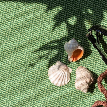 Foto de Verano natural plano yacía con conchas de mar sobre un fondo verde claro con sombra de luz solar floral - Imagen libre de derechos