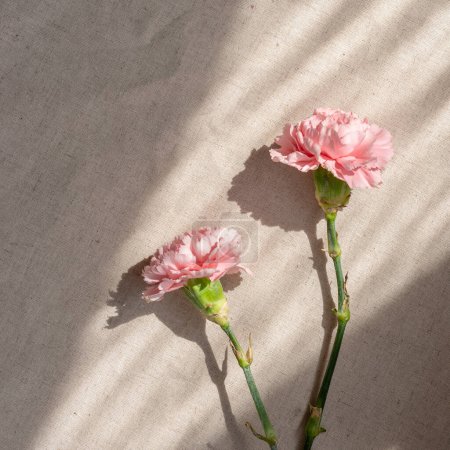 Téléchargez les photos : Fleurs oeillets dans les rayons du soleil sur un fond beige, style de vie esthétique naturel floral nature morte - en image libre de droit