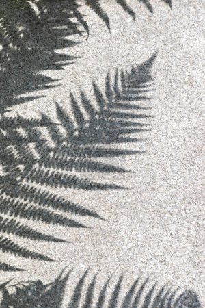 Téléchargez les photos : Silhouette ombre lumière soleil floral sur une texture grise de pierre de granit, fond floral esthétique, espace de copie - en image libre de droit