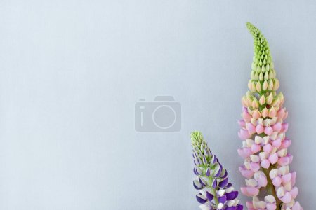 Téléchargez les photos : Esthétique minimaliste modèle de carte postale florale avec espace de copie, belle inflorescence de fleurs de lupin rose et violet sur un fond bleu clair pastel neutre - en image libre de droit