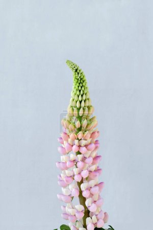 Téléchargez les photos : Elégante composition florale minimaliste, fleur de lupin rose pastel sur fond bleu clair neutre - en image libre de droit