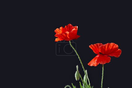 Foto de Flor de amapola roja sobre fondo negro. Símbolo de un Día de Recuerdo o Día del Armisticio, 11 de noviembre. Día de los Caídos, 30 de mayo. Día del Recuerdo, 8 de mayo, Ucrania simbolismo - Imagen libre de derechos