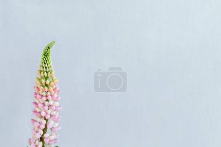 Foto de Plantilla de postal floral mínima estética con espacio para copiar, hermosa inflorescencia de flor de altramuz rosa sobre un fondo azul claro pastel neutro - Imagen libre de derechos