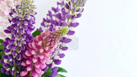 Foto de Ramo de flores de lupino violeta y rosa sobre un fondo de verano neutro claro - Imagen libre de derechos