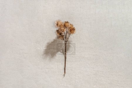 Foto de Tarjeta floral de otoño minimalista estética, pradera seca flor silvestre sobre un fondo de lino beige neutro - Imagen libre de derechos