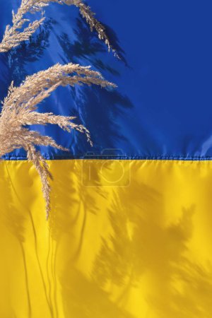 Photo for Ukrainian flag background, yellow blue folded silk fabric texture with meadow spikelets and sunlight shadows, national symbol of Ukraine country. Independence day design template, freedom concept - Royalty Free Image