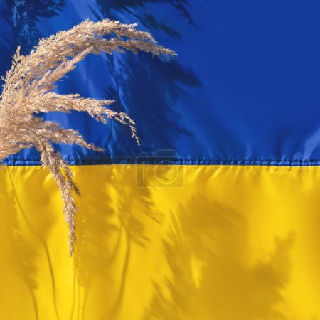 Téléchargez les photos : Texture en tissu de soie plié bleu-jaune avec des épillets de prairie et des ombres ensoleillées. Fond du drapeau ukrainien, symbole national du pays Ukraine. Modèle de conception de jour de l'indépendance. - en image libre de droit