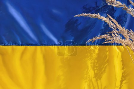 Foto de Ucrania país símbolo nacional. Plantilla de diseño de día de independencia, concepto de libertad. Bandera de bandera ucraniana. Fondo de textura de tela de seda plegada azul amarillo con espiguillas de prado y sombras de luz solar. - Imagen libre de derechos