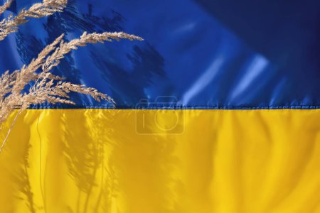 Téléchargez les photos : Ukraine symbole national du pays. Modèle de conception de jour de l'indépendance, concept de liberté. Drapeau ukrainien bannière, jaune bleu plié tissu de soie texture fond avec des épillets et des ombres de lumière du soleil. - en image libre de droit