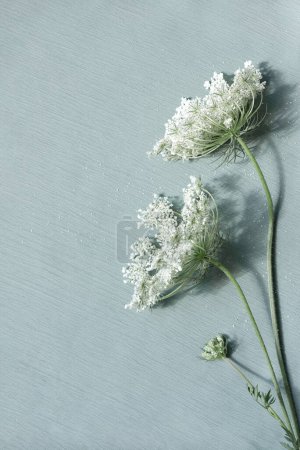Photo for Meadow wildflower stems close up, aesthetic minimalist floral pattern with sunlight shadows on a neutral pale blue background, - Royalty Free Image