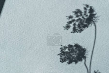 Foto de Flor del prado sombras de luz solar sobre un paño azul pálido neutro. Fondo floral minimalista estético. Copiar espacio - Imagen libre de derechos