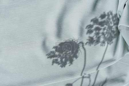 Téléchargez les photos : Esthétique fond neutre minimaliste avec des ombres de lumière du soleil sur textile bleu clair, silhouette de fleur de prairie, espace de copie - en image libre de droit
