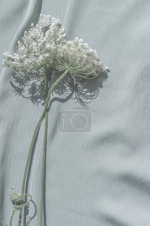 Téléchargez les photos : Fleurs sauvages blanches élégantes sur fond de tissu bleu clair neutre, modèle minimaliste de mariage esthétique ou de marque d'affaires, - en image libre de droit