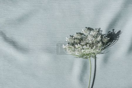 Téléchargez les photos : Élégante fleur sauvage blanche, fleur de dentelle Reine Annes sur un fond textile bleu glace neutre, un mariage esthétique minimaliste ou un modèle de marque d'entreprise - en image libre de droit