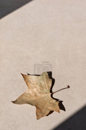 Foto de Hoja de sicomoro marrón seco sobre fondo beige neutro con sombra de luz solar estética. Concepto minimalista de otoño, plantilla de diseño de marca de otoño, espacio para copiar - Imagen libre de derechos