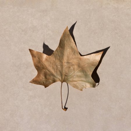 Foto de Hoja de sicomoro de caída seca marrón sobre un fondo beige neutro, concepto de otoño estético minimalista, diseño de blog de redes sociales - Imagen libre de derechos