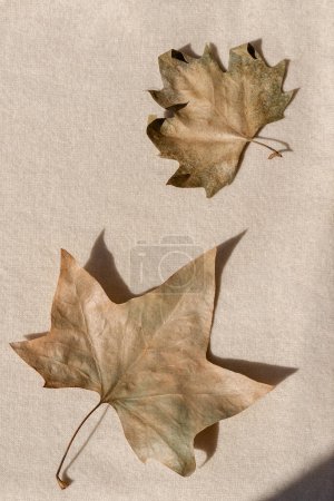 Foto de Hojas de otoño secas de color marrón claro sobre un fondo textil de punto de lana beige neutro. Concepto de otoño natural estético - Imagen libre de derechos