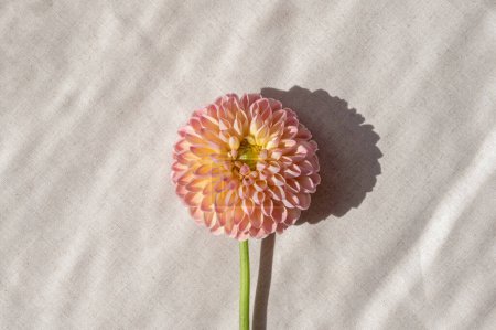 Téléchargez les photos : Fond floral minimaliste esthétique, fleur de dahlia rose vif sur nappe en lin beige neutre avec ombre naturelle. - en image libre de droit