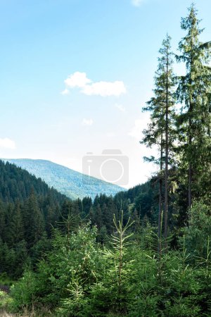 Téléchargez les photos : Paysage esthétique avec montagnes, forêt d'épinettes et ciel bleu, montagnes des Carpates, Ukraine. Beau fond d'écran nature pittoresque, fond. - en image libre de droit