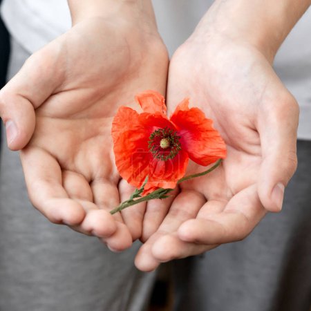 Foto de Flor de amapola roja en las manos de cerca. Símbolo del recuerdo, la esperanza, la amapola flander. - Imagen libre de derechos