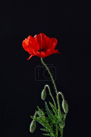 Téléchargez les photos : Fleur de pavot rouge sur fond noir. Flander poppy. N'oublions pas le concept. Composition minimaliste florale esthétique. - en image libre de droit