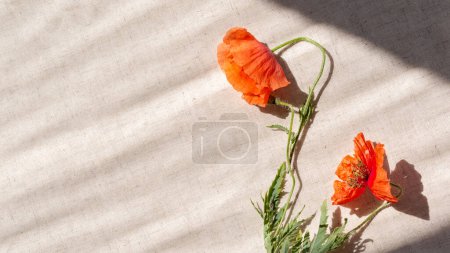 Téléchargez les photos : Fleurs fanées de pavot rouge sur fond de lin beige avec ombres de soleil style de vie. - en image libre de droit