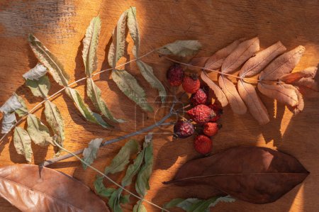 Photo for Autumn lifestyle background with dried fall leaves and berries on brown wooden background with natural sunlight shadows. - Royalty Free Image