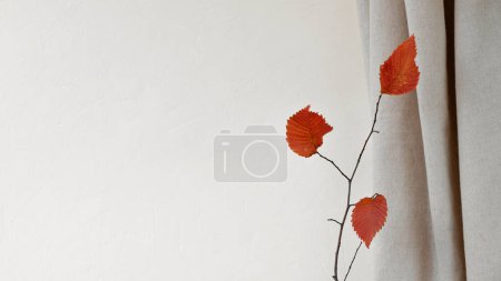 Photo for Minimal autumn background with empty warm white wall, neutral beige linen curtain and tree branch with red leaves. - Royalty Free Image