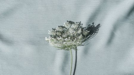 Photo for Queen Annes Lace flower on neutral light ice blue textile background. - Royalty Free Image