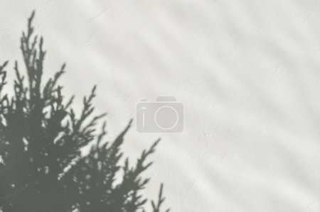 Foto de Fondo de invierno minimalista estético para la plantilla de marca de negocios elegante, silueta de sombra de luz solar de árbol de aguja de coníferas en pared de textura de hormigón verde pastel neutro con patrón de sombra abstracto - Imagen libre de derechos