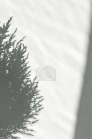 Téléchargez les photos : Aiguille conifère épicéa soleil ombre silhouette sur fond de mur en béton texturé blanc, style de vie esthétique minimaliste bannière d'hiver. - en image libre de droit