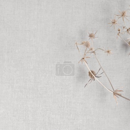 Téléchargez les photos : Esthétique fond d'hiver avec des fleurs de prairie séchées sur toile de lin d'avoine neutre texture avec des ombres de soleil naturelles douces, marque d'affaires ou modèle de blog de médias sociaux. - en image libre de droit
