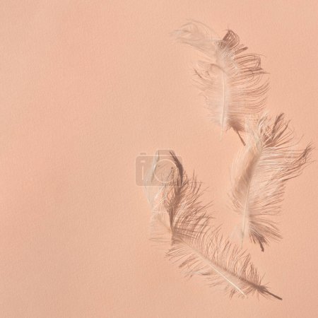 Foto de Elegantes plumas de pájaro blanco sobre fondo de mesa texturizado melocotón, color de moda 2024. - Imagen libre de derechos