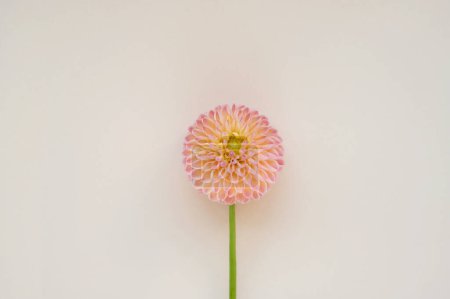 Téléchargez les photos : Fleur simple dahlia pêche claire douce sur fond beige crème neutre, carte postale botanique esthétique. - en image libre de droit