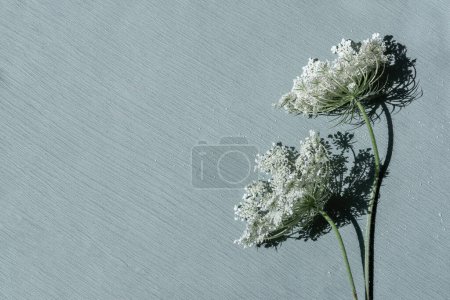Photo for White meadow flowers on pastel green blue textured cloth background, aesthetic spring floral backdrop for business branding design, copy space. Mothers day postcard template. - Royalty Free Image