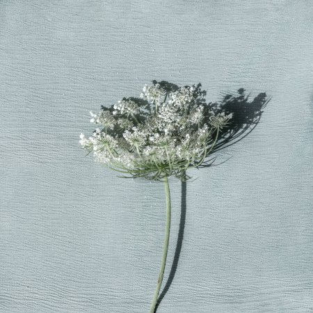 Photo for White blooming flower head on light green blue textured cloth background with natural sunlight shadows, spring floral greeting card for Mothers day or Valentines day. - Royalty Free Image