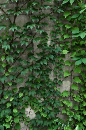 Foto de Hiedra verde arbusto de la vid escalada en la pared, fondo natural con follaje exuberante, verde sostenible fachada exterior. - Imagen libre de derechos