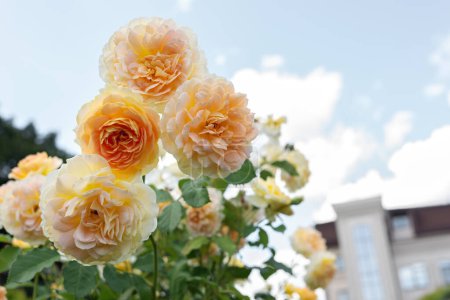 Téléchargez les photos : Luxuriante floraison de roses jaunes buisson dans le jardin contre ciel bleu clair. - en image libre de droit