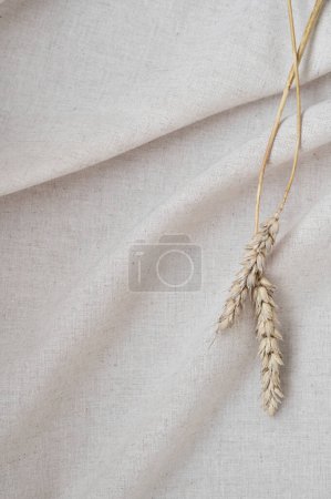 Foto de Primer plano de tallos de trigo sobre textura de avena neutra fondo de tela de color, fondo bohemio estético. - Imagen libre de derechos