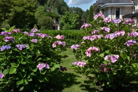 Foto de Vibrante jardín de florecientes hortensias rosadas y púrpuras y préstamo verde, clásica casa suburbana arquitectónica en el fondo, bajo el cielo soleado de verano. - Imagen libre de derechos
