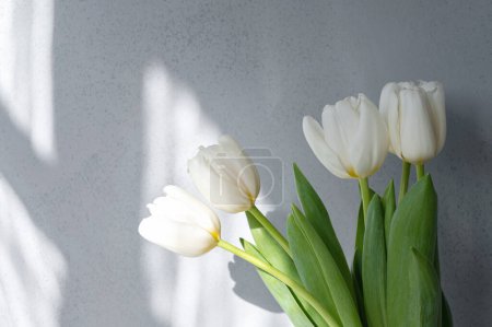 Foto de Fondo floral neutro estético, sombras abstractas de luz solar en la pared de hormigón borroso y flores de tulipán blanco, elegante marca de negocios o plantilla de diseño de interiores. - Imagen libre de derechos