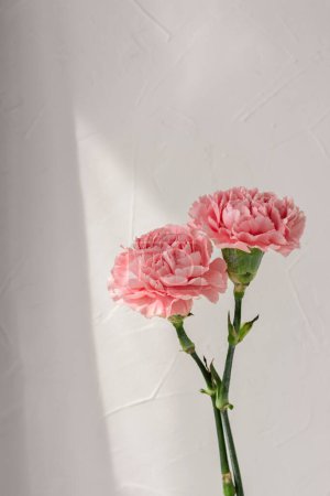 Foto de Claveles rosados sobre fondo beige neutro con patrón de luz solar en la pared, elegante tarjeta de felicitación floral, postal, marca o plantilla de diseño de boda. - Imagen libre de derechos
