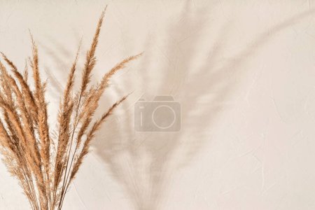 Foto de Ramo de hierba de pradera con sombras de luz solar floral en una pared beige neutra, fondo estético de verano, espacio para copiar - Imagen libre de derechos