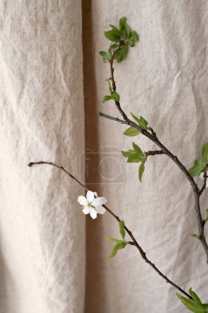 Photo for Blooming cherry twig with green leaves on neutral beige linen curtain cloth background with soft natural light and shadows, aesthetic minimalist rustic style, spring nature concept. - Royalty Free Image